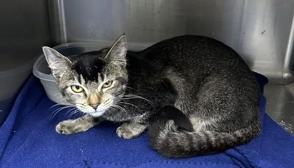 A young small-sized female Domestic Short Hair cat named Arizona for adoption in Tulare, CA