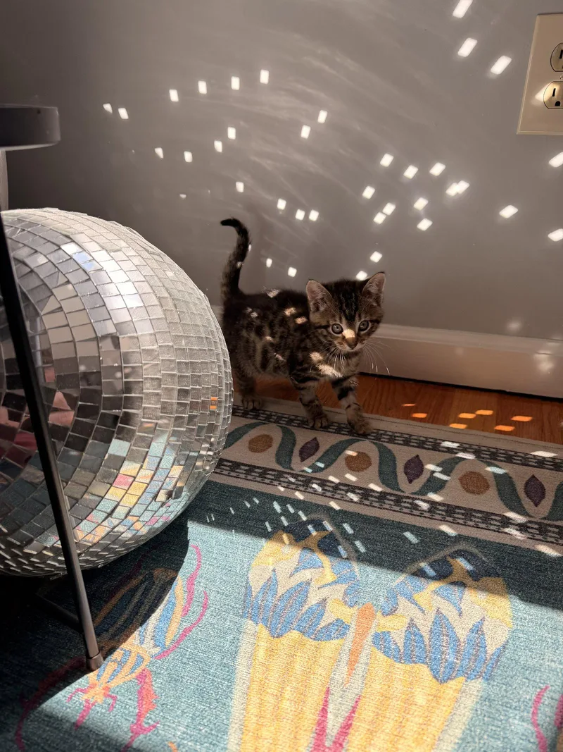 A baby medium-sized female Domestic Short Hair cat named Squid for adoption in Philadelphia, PA