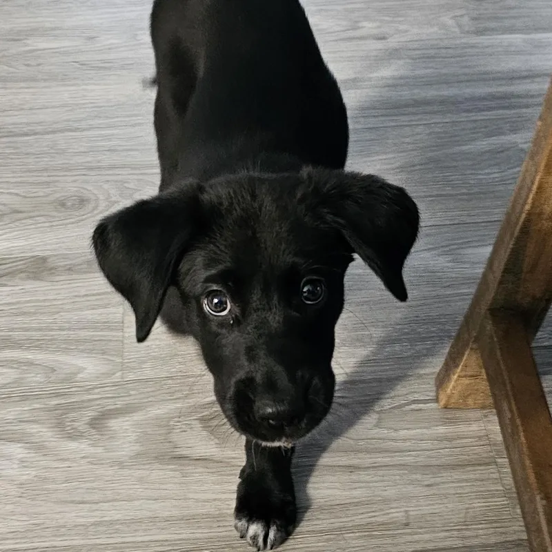 A baby large-sized female Retriever dog named Amaya for adoption in Palatine, IL