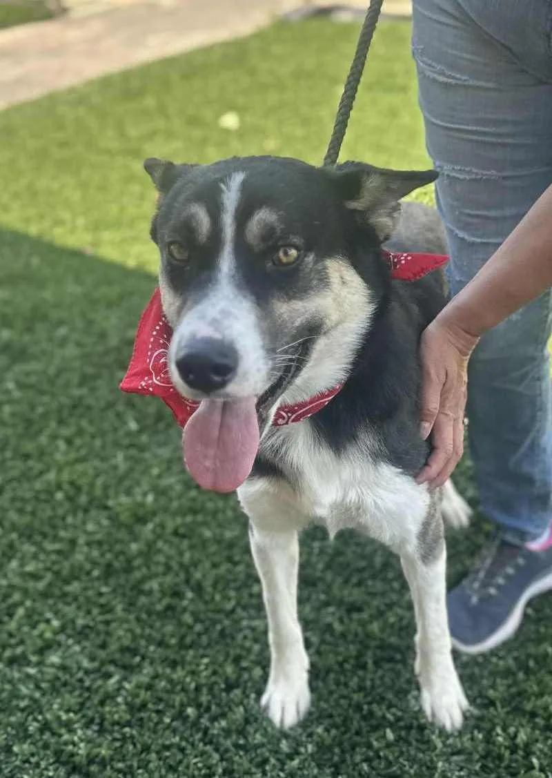 An adult medium-sized male Tricolor (Brown, Black, & White) Siberian Husky dog named Benji for adoption in Ventura, CA