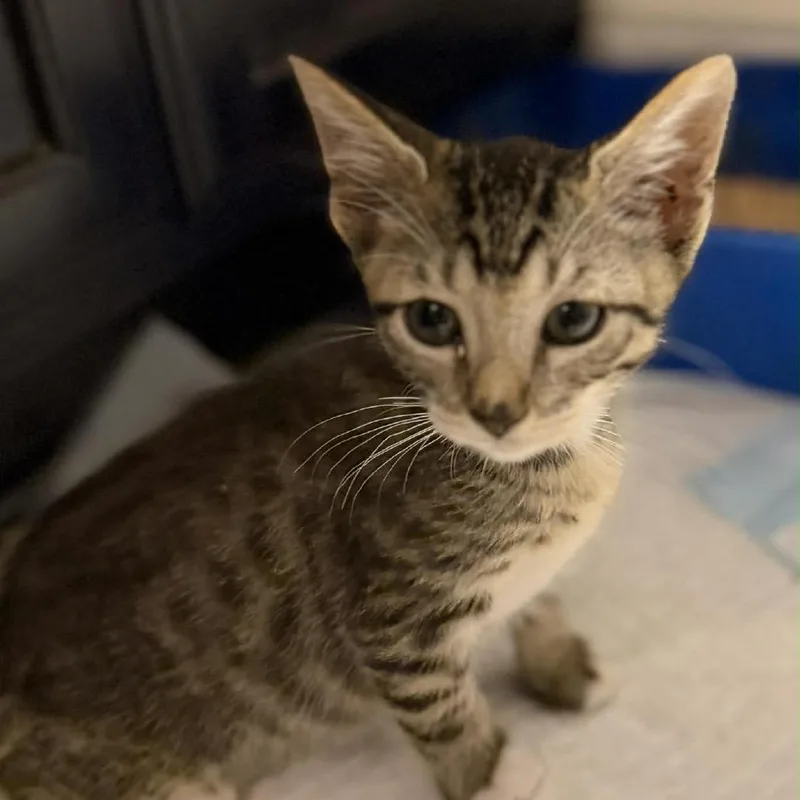 A baby small-sized male Brown / Chocolate Domestic Short Hair cat named Jermaine for adoption in Leander, TX