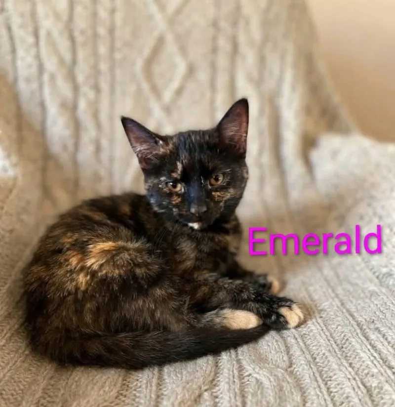 Emerald thumbnail 2