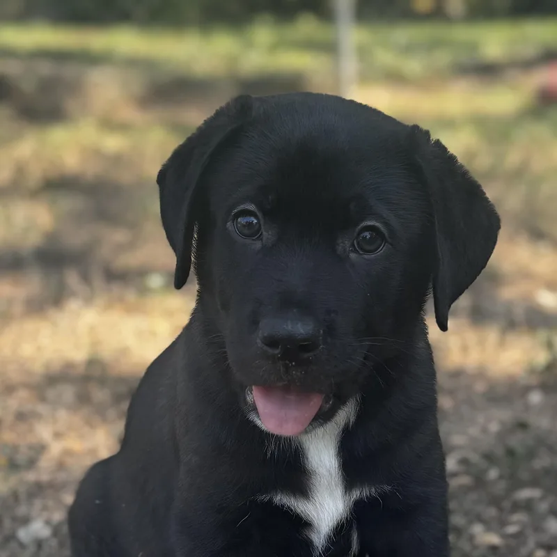 A baby large-sized male Retriever dog named Bear for adoption in Bulverde, TX