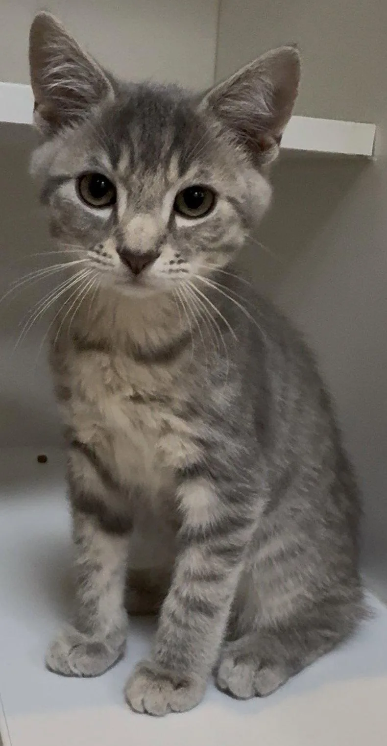 A baby medium-sized male Domestic Short Hair cat named Chevy for adoption in Cuyahoga Falls, OH