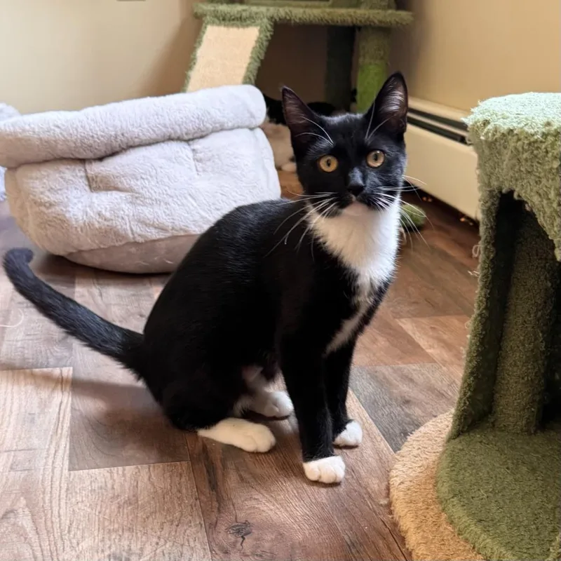 A baby small-sized female Domestic Short Hair cat named Handstand for adoption in State College, PA