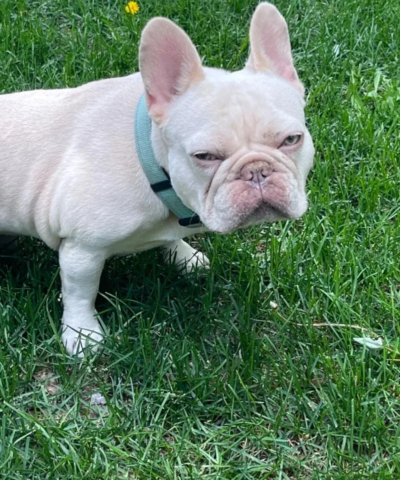 Benny thumbnail 4