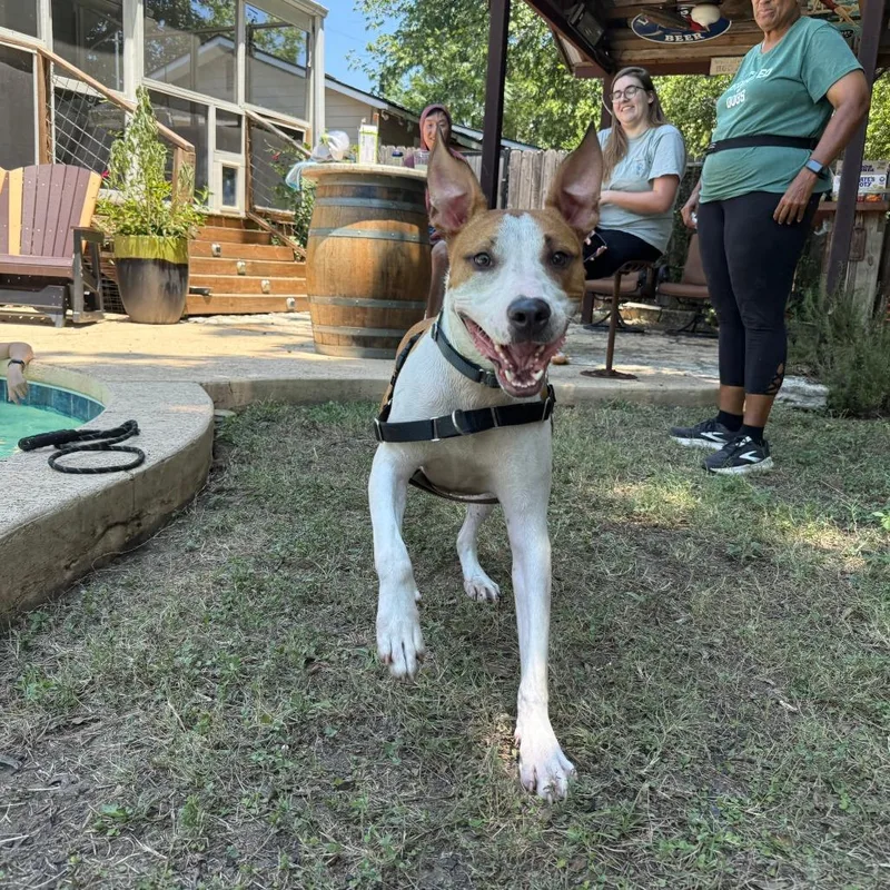 An adult large-sized male Shepherd dog named Memphis for adoption in Austin, TX