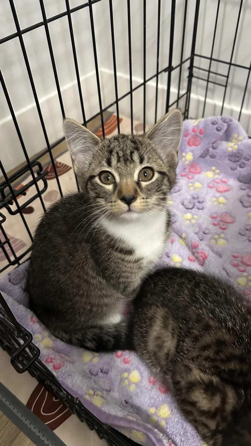 A baby small-sized female Domestic Short Hair cat named Honey for adoption in Crystal Lake, IL