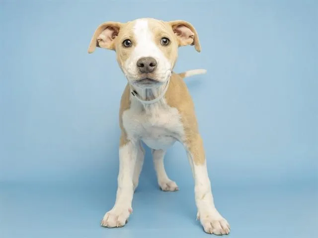 A baby small-sized female Pit Bull Terrier dog named Peach for adoption in Phoenix, AZ
