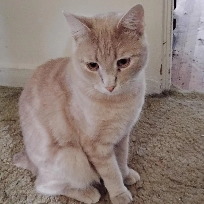 An adult small-sized male Buff / Tan / Fawn American Shorthair cat named Jinx for adoption in Rochester, MN