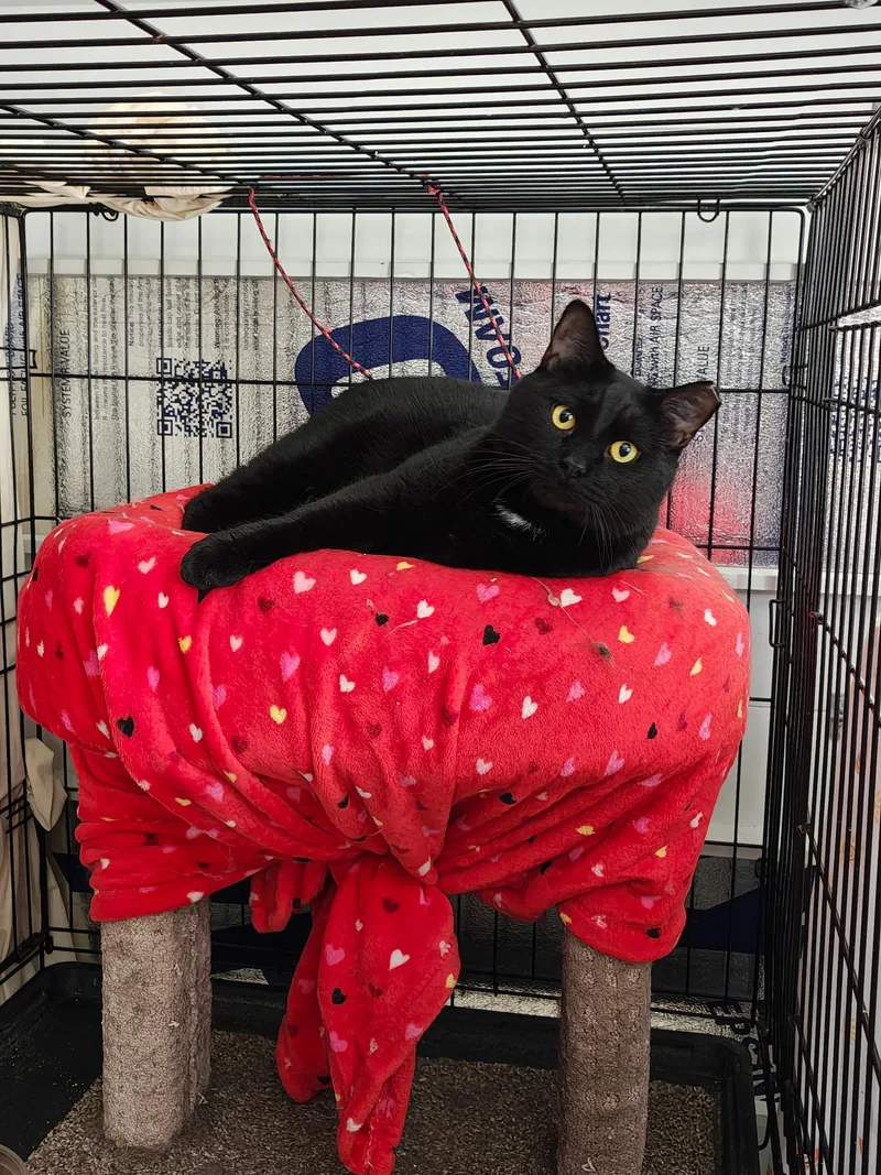Binx thumbnail 3