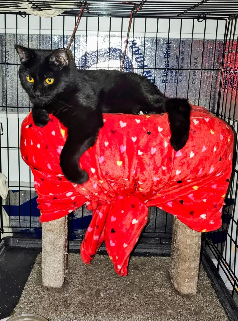 Binx thumbnail 4