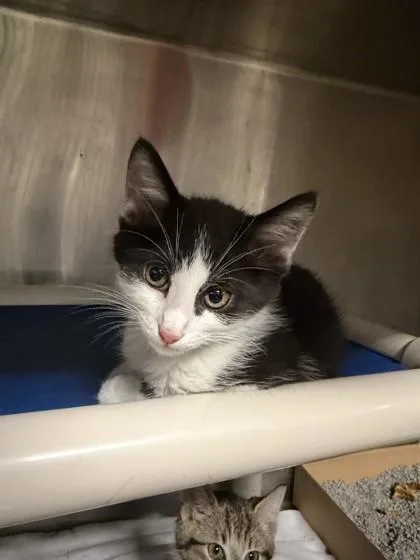 A baby medium-sized male Black & White / Tuxedo Domestic Short Hair cat named Hershey for adoption in Lafayette, IN