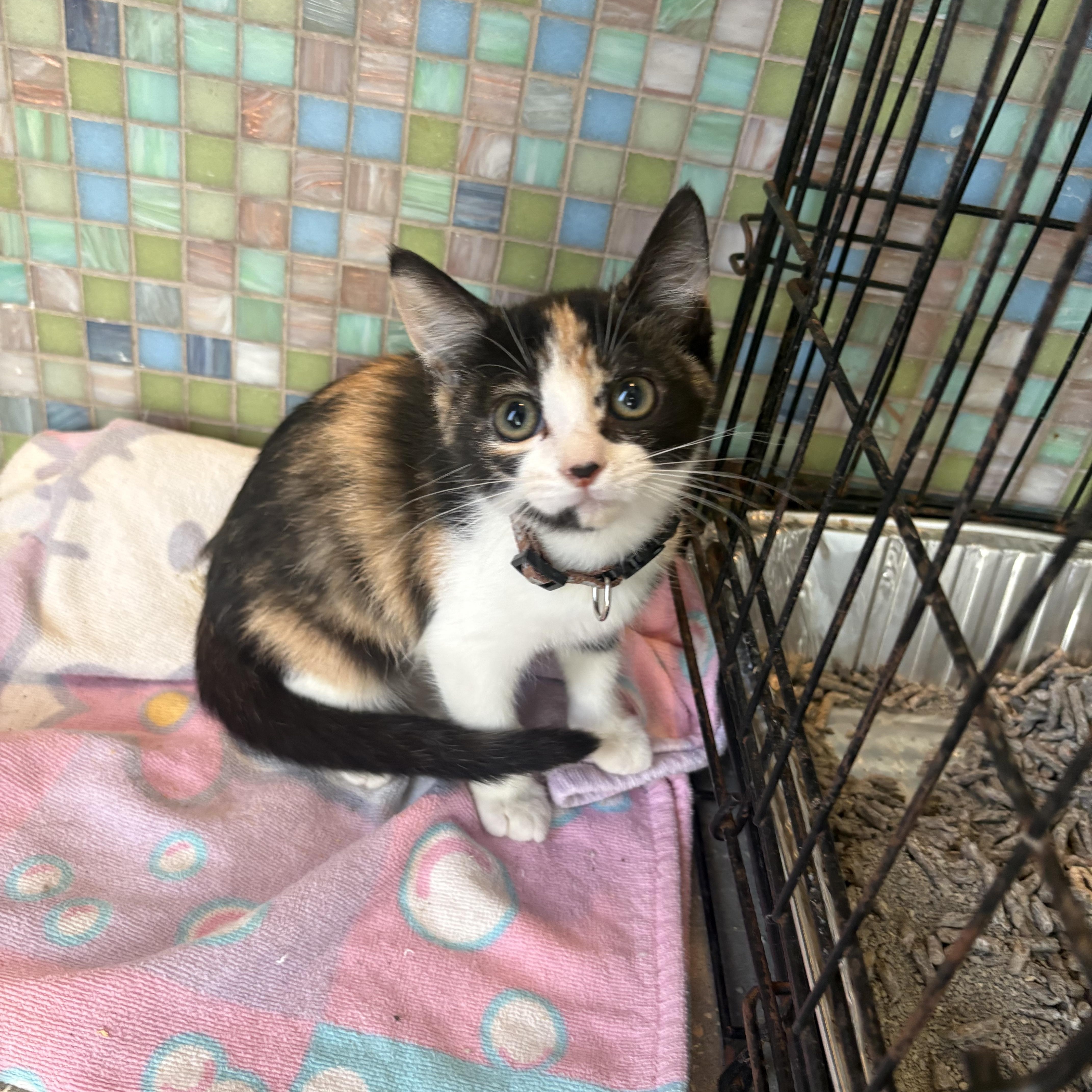 A baby medium-sized female Calico Domestic Short Hair cat named Manon for adoption in Saint Pete Beach, FL