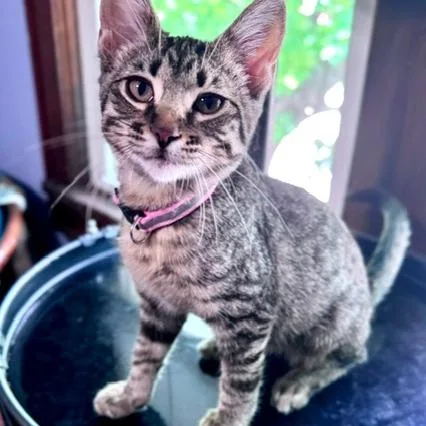 A baby small-sized female Black Domestic Short Hair cat named Addison for adoption in Green Bay, WI