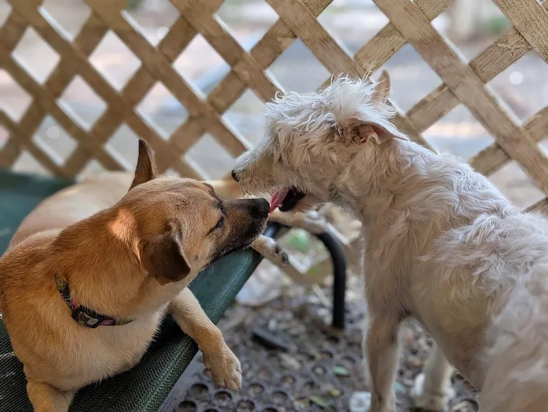 Lollipuppy thumbnail 3