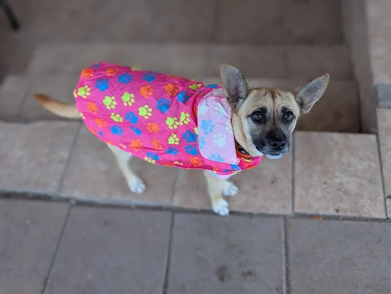 Lollipuppy thumbnail 4