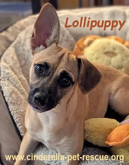 Lollipuppy thumbnail 6