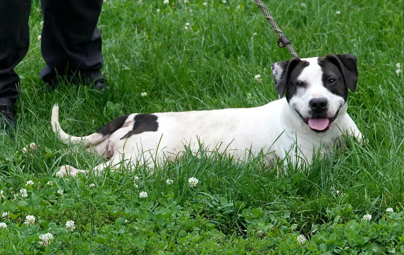 An adult medium-sized female Black Terrier dog named Lilly for adoption in Millfield, OH