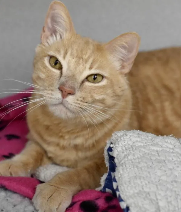 An adult medium-sized male Tabby (Buff / Tan / Fawn) Domestic Short Hair cat named Casper for adoption in Marietta, GA