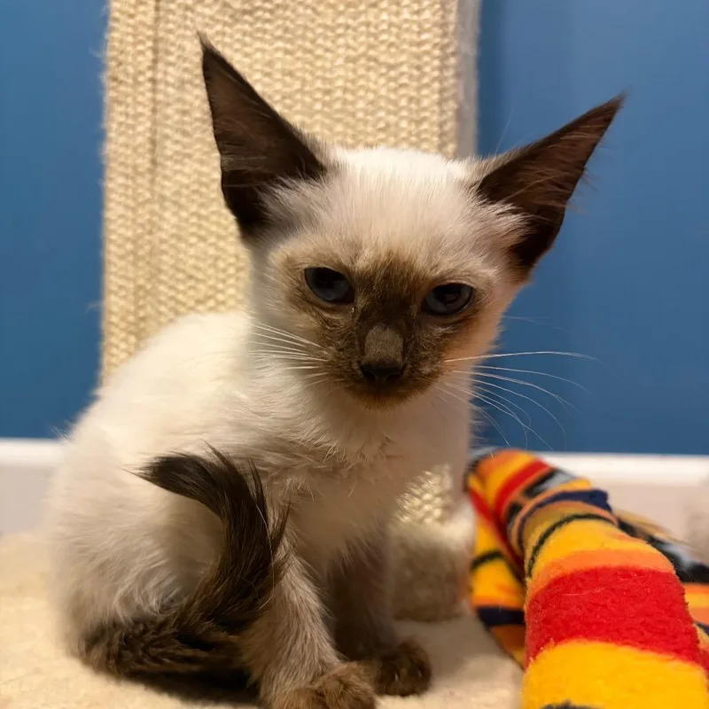 A baby small-sized female Smoke Domestic Short Hair cat named Jolene for adoption in Fairfax, VA