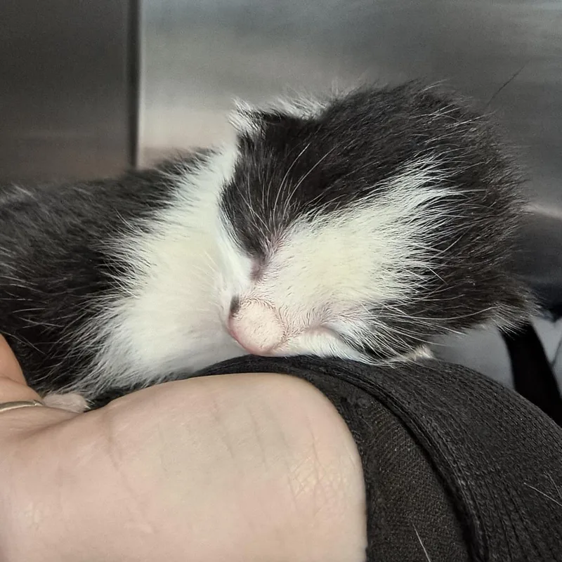 A baby small-sized female Black Domestic Short Hair cat named Dior  Smudge for adoption in Othello, WA