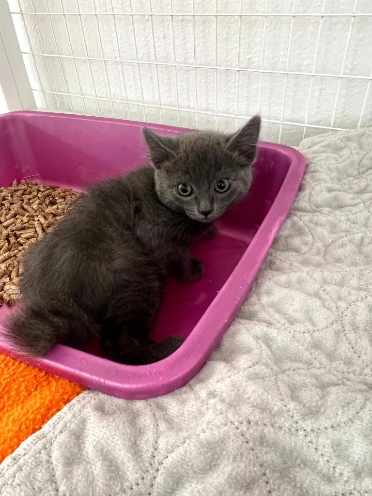 A baby small-sized male Domestic Short Hair cat named Fletch for adoption in Brookings, OR