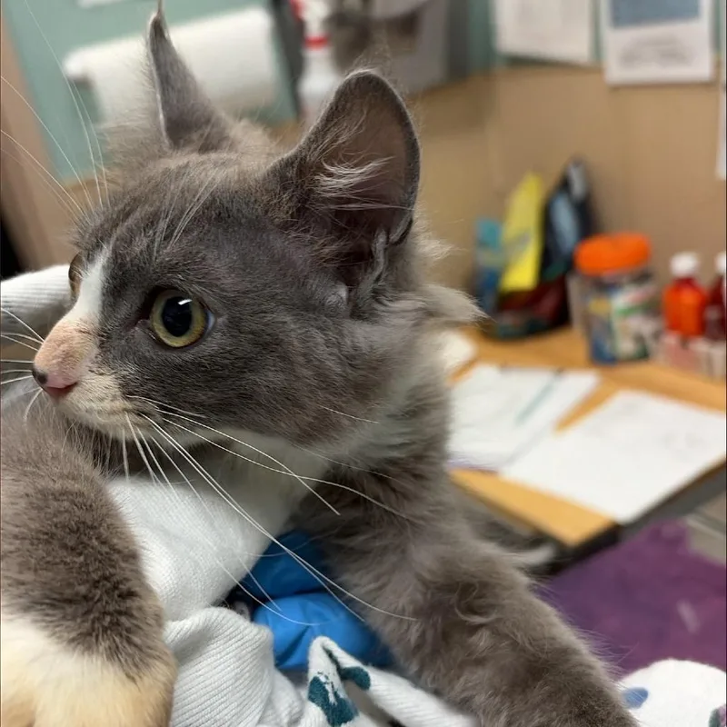 A baby small-sized male Domestic Medium Hair cat named Mars for adoption in Tacoma, WA