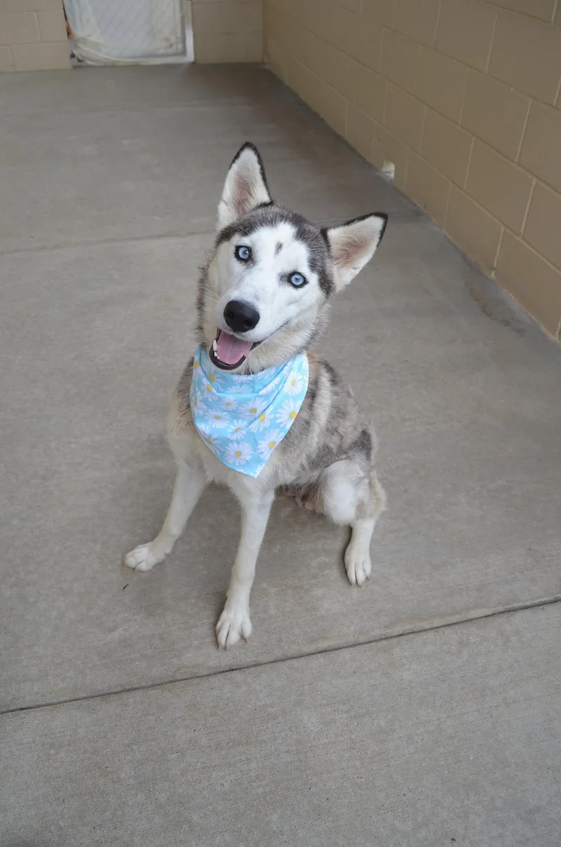 A young medium-sized female Husky dog named Summer for adoption in McKinney, TX