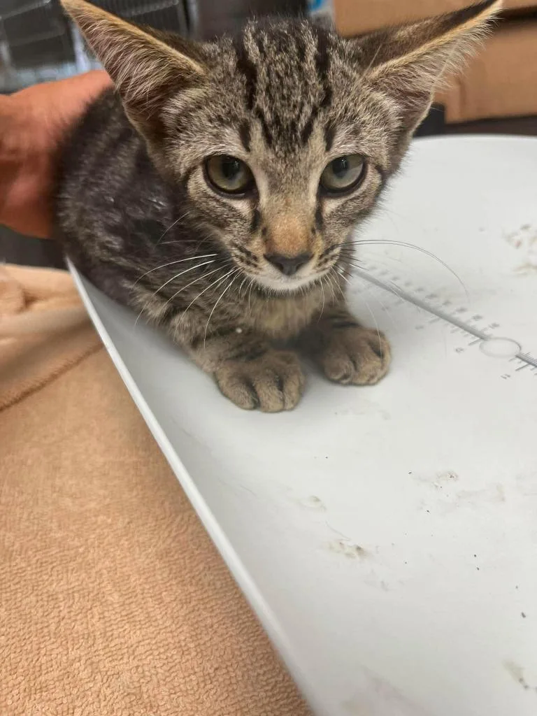 A baby small-sized male Domestic Short Hair cat named Chester for adoption in Lavonia, GA