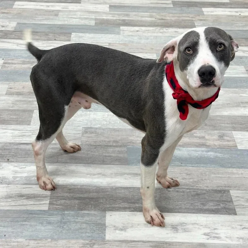 A young medium-sized male Gray / Blue / Silver Pit Bull Terrier dog named Boss for adoption in Houston, TX