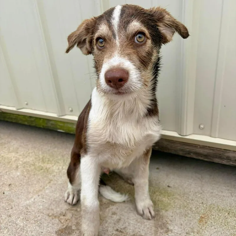 A baby medium-sized male Brown / Chocolate Australian Shepherd dog named Maddox for adoption in Fredericksburg, TX