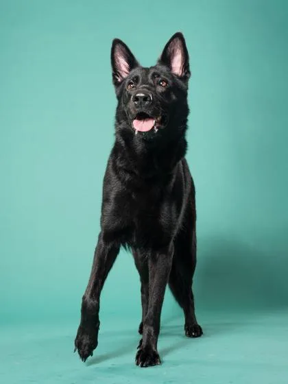 An adult large-sized female Mixed Breed dog named Moreland for adoption in Atlanta, GA