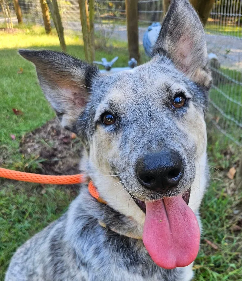 A baby medium-sized male Australian Cattle Dog / Blue Heeler dog named Rocky for adoption in Newport, TN