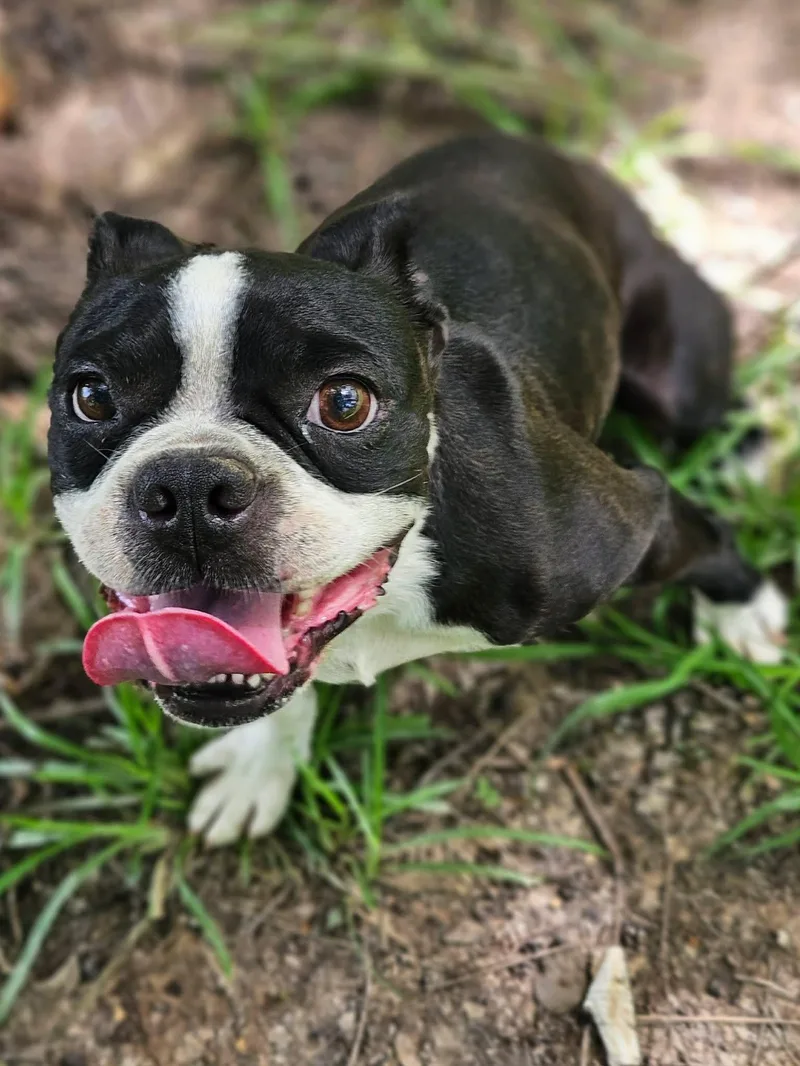 An adult small-sized male Boston Terrier dog named Iggy for adoption in Wakefield, RI