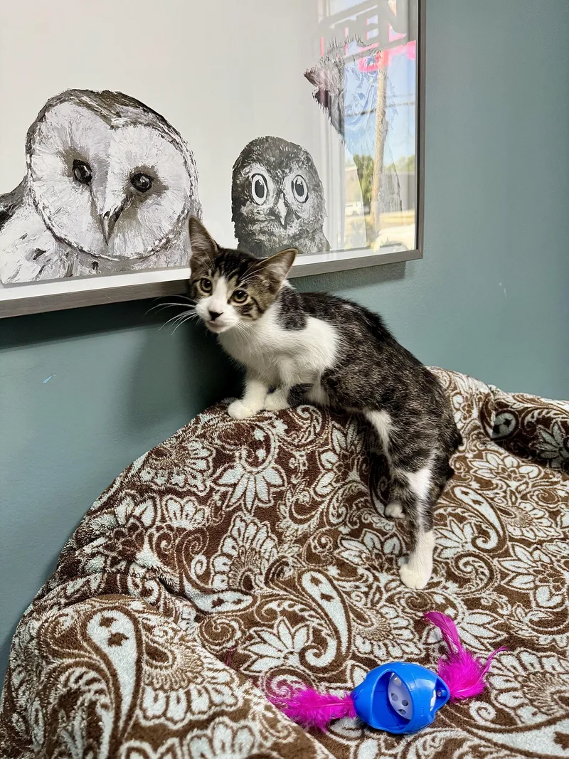 A young medium-sized female Tabby (Brown / Chocolate) Domestic Short Hair cat named Boo for adoption in Sunset Hills, MO