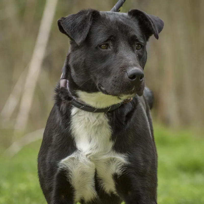 A young medium-sized female Black Hound dog named Miley for adoption in Lambertville, NJ