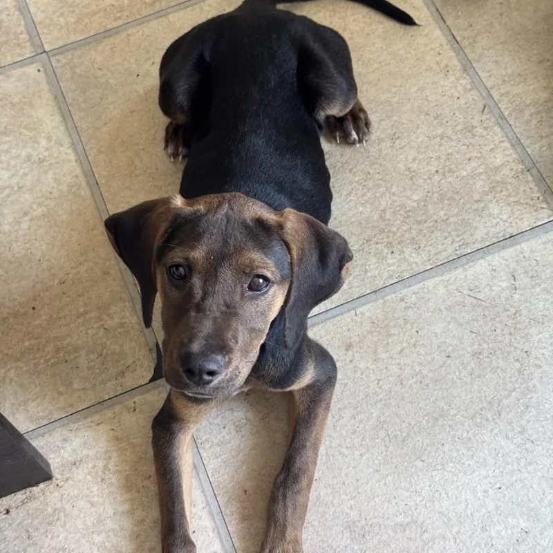 A baby small-sized female Black Mixed Breed dog named Fancy for adoption in Titusville, FL