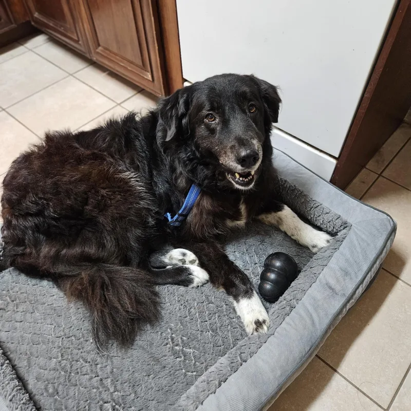 Gypsy Ii thumbnail 2