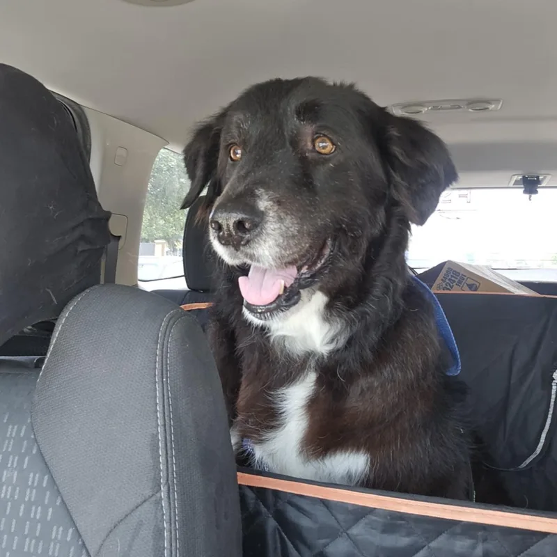 Gypsy Ii thumbnail 3