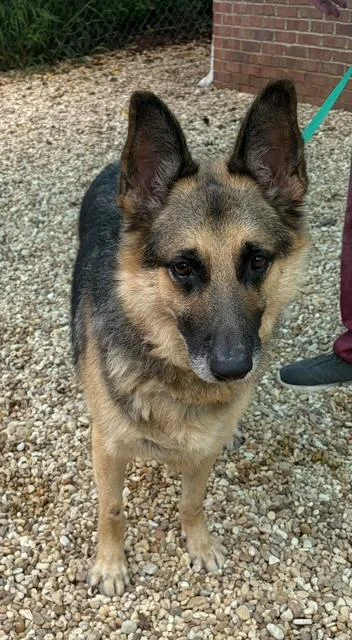 An adult large-sized male Bicolor German Shepherd Dog dog named Klondike for adoption in Roswell, GA