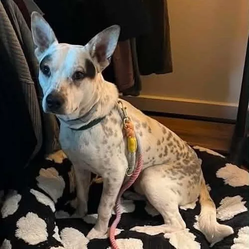 A baby medium-sized male White / Cream Cattle Dog dog named French Toast for adoption in Moyock, NC