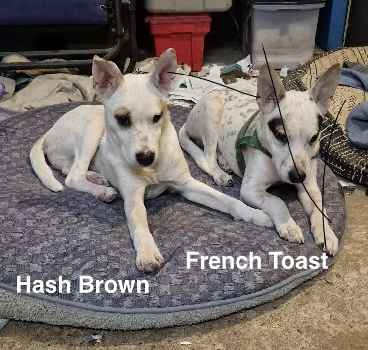 French Toast thumbnail 3