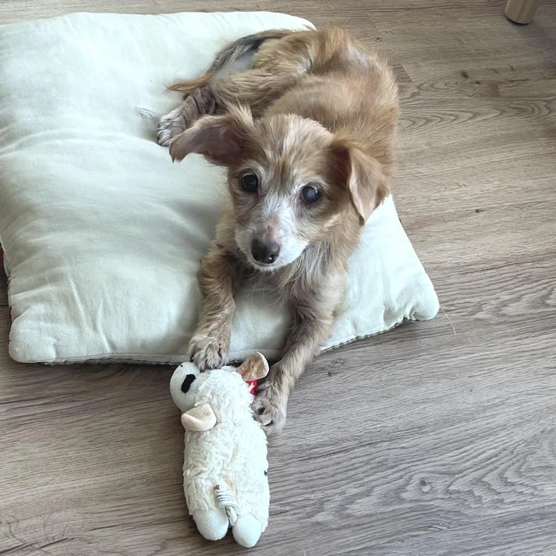 A senior small-sized female Golden Mixed Breed dog named Estelle for adoption in San Francisco, CA