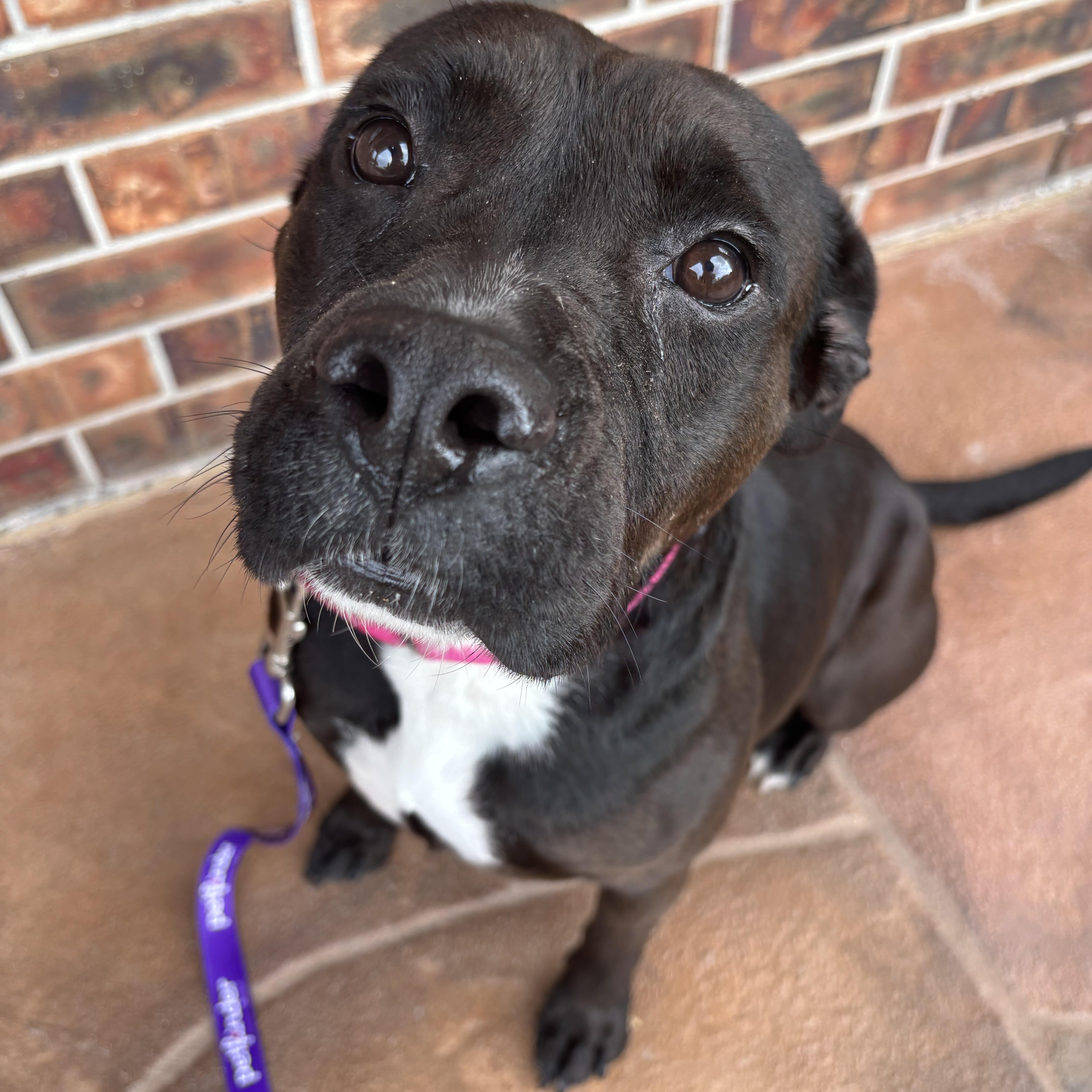 An adult medium-sized female American Staffordshire Terrier dog named Nina for adoption in Pearland, TX