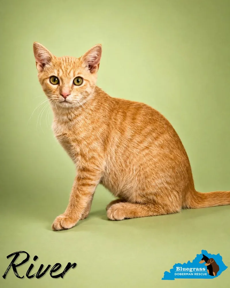 A young medium-sized male Tabby (Orange / Red) Domestic Short Hair cat named River for adoption in Louisville, KY