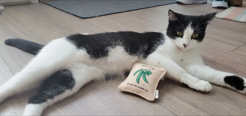 Phoebe Ann thumbnail 2