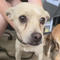 A young small-sized male Yellow / Tan / Blond / Fawn Chihuahua dog named Frisco for adoption in Fernandina Beach, FL