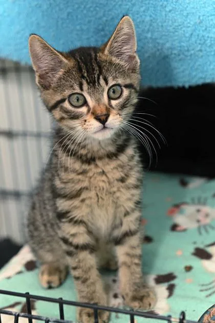A young small-sized male Domestic Short Hair cat named Junior for adoption in Baton Rouge, LA