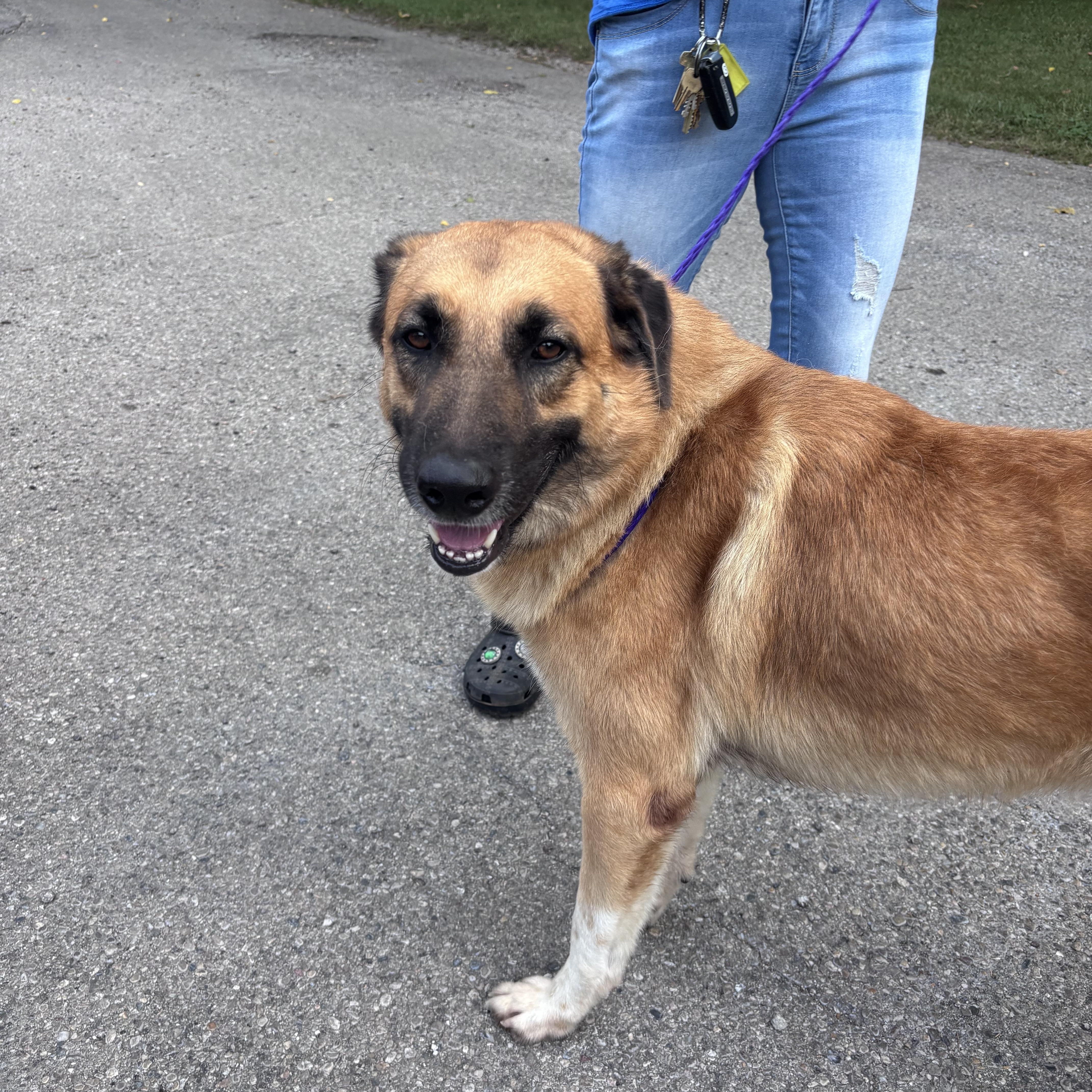 A senior large-sized male German Shepherd Dog dog named Arnold for adoption in New Castle, IN